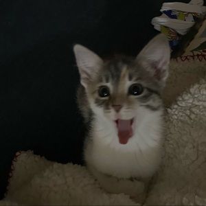 Meet your Posher, Sydney